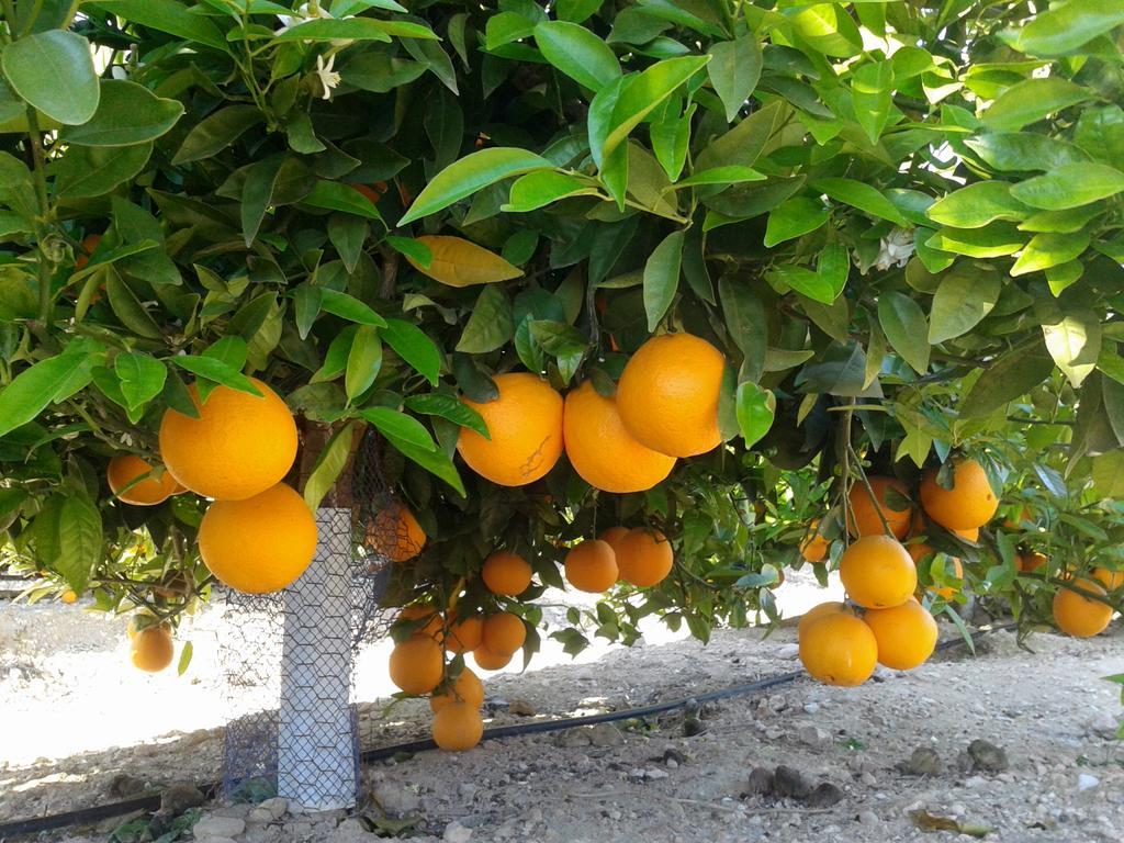Sol Beach 24 Orihuela Dış mekan fotoğraf